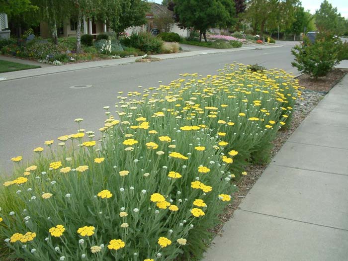 Plant photo of: Achillea 'Moonshine'