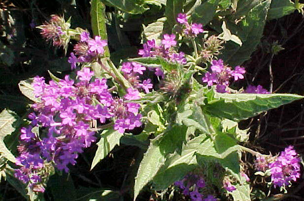 Verbena rigida