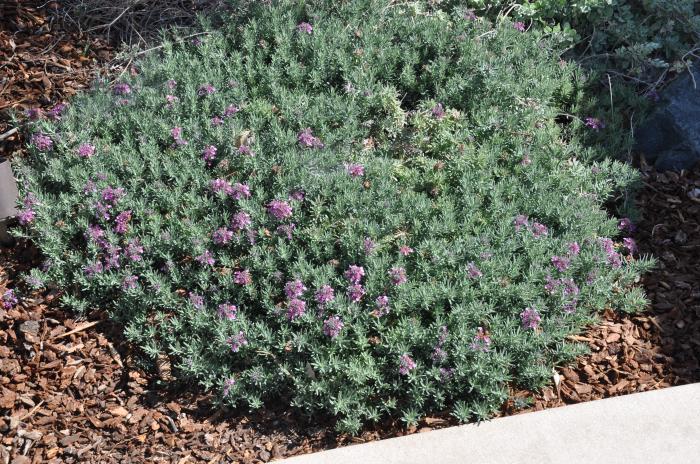 Teucrium cossonii majoricum