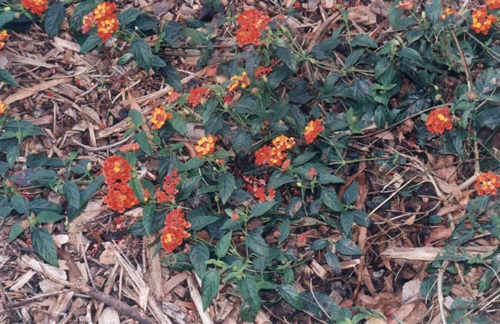 Plant photo of: Lantana camara 'Radiation'