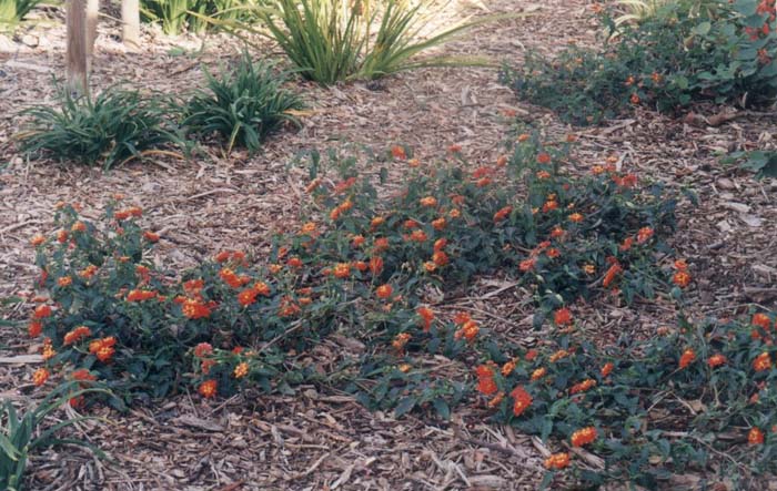 Plant photo of: Lantana camara 'Radiation'
