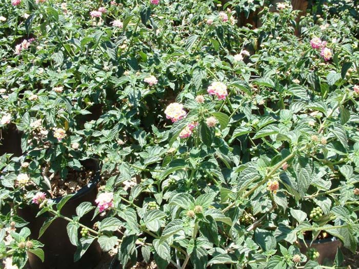 Plant photo of: Lantana camara 'Christine'