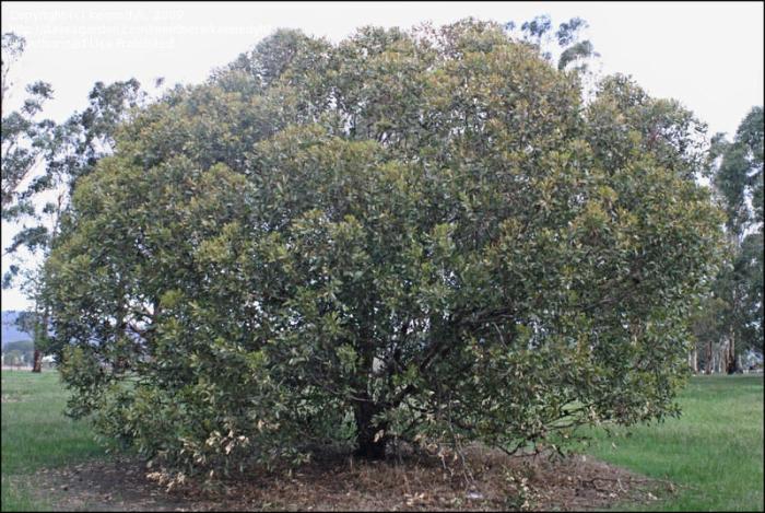 Eucalyptus lehmannii