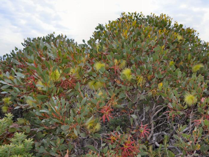 Plant photo of: Eucalyptus lehmannii