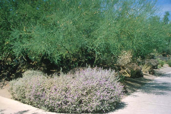 Plant photo of: Leucophyllum candicans 'Silver Cloud'