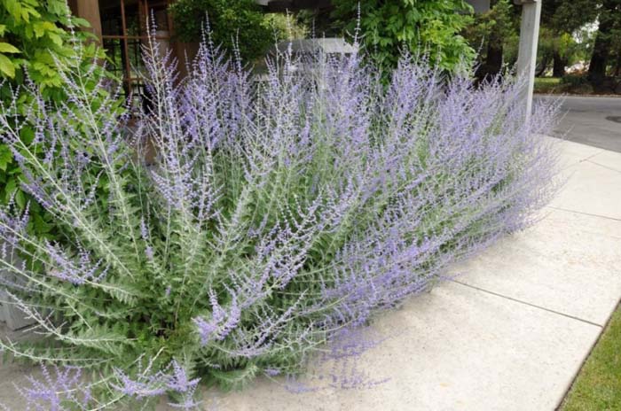 Perovskia X atriplicifolia