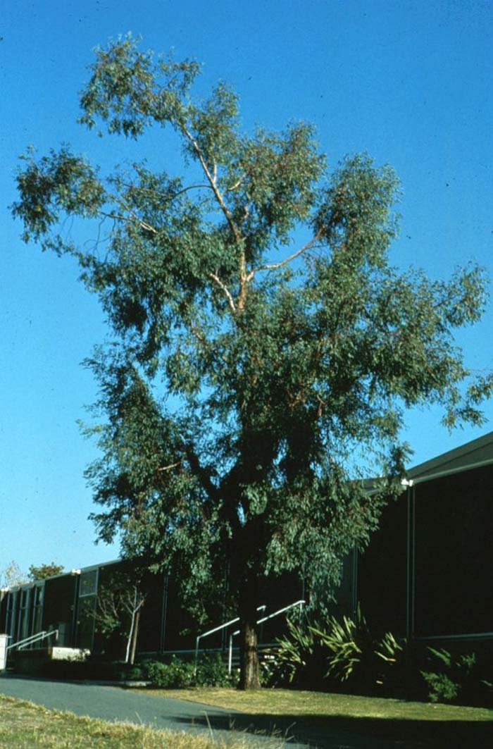 Eucalyptus sideroxylon 'Rosea'