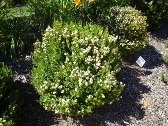 Myrtus communis 'Compacta'