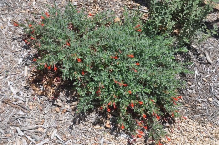 Plant photo of: Epilobium canum 'Calistoga'