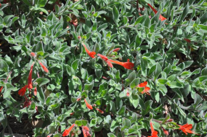 Plant photo of: Epilobium canum 'Calistoga'