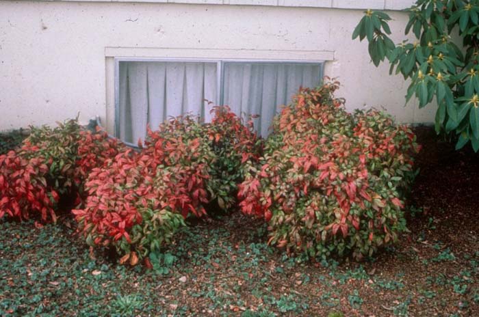 Plant photo of: Nandina domestica 'Compacta'