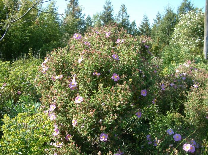 Cistus crispus