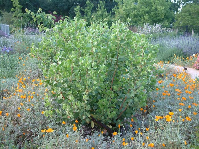 Arctostaphylos manzanita 'Dr. Hurd'