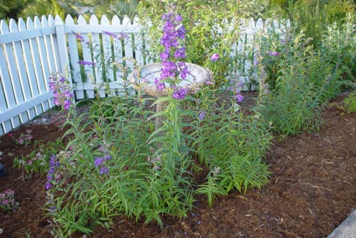 Penstemon hybrids selection