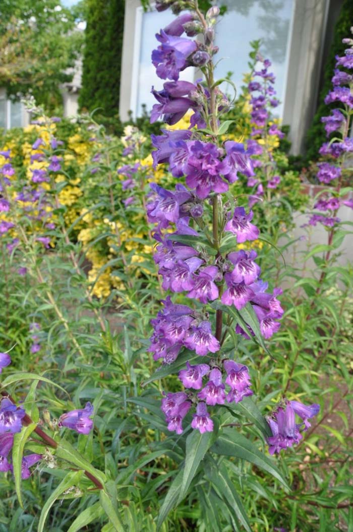 Plant photo of: Penstemon hybrids selection