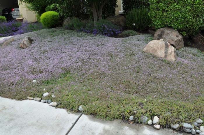 Plant photo of: Thymus 'Victor Reiter'