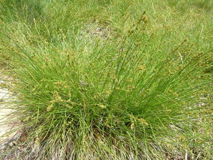 Carex praegracilis