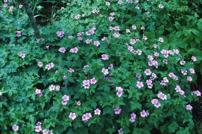 Geranium endressii