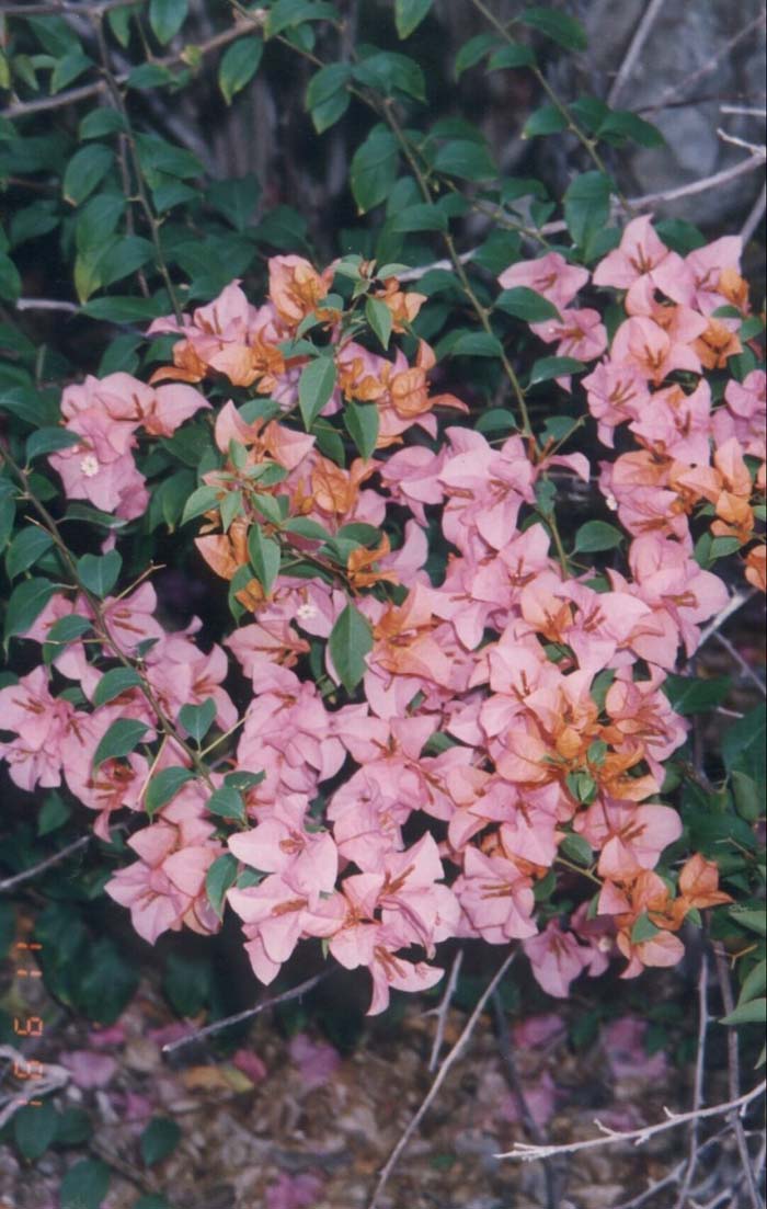 Plant photo of: Bougainvillea 'Camarillo Fiesta'