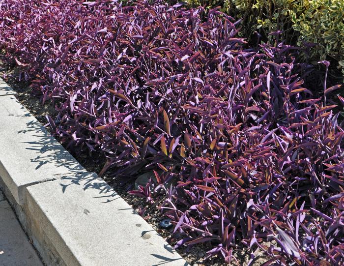 Tradescantia pallida 'Purpurea'