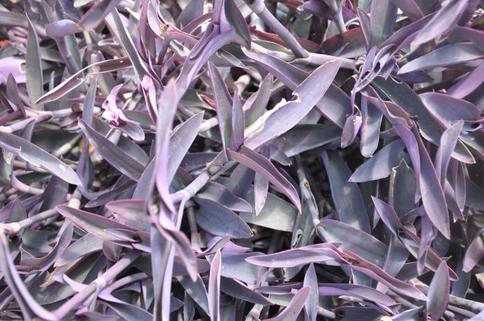 Plant photo of: Tradescantia pallida 'Purpurea'