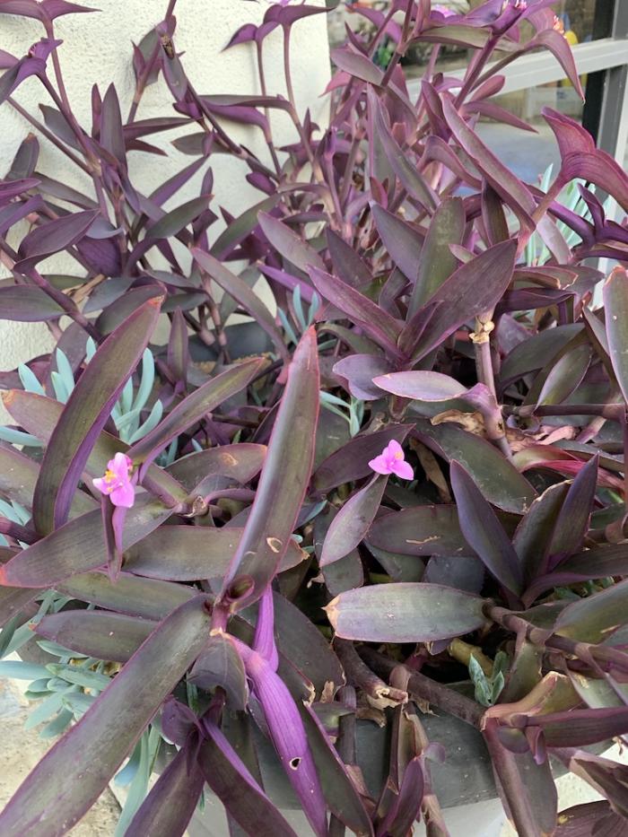 Plant photo of: Tradescantia pallida 'Purpurea'