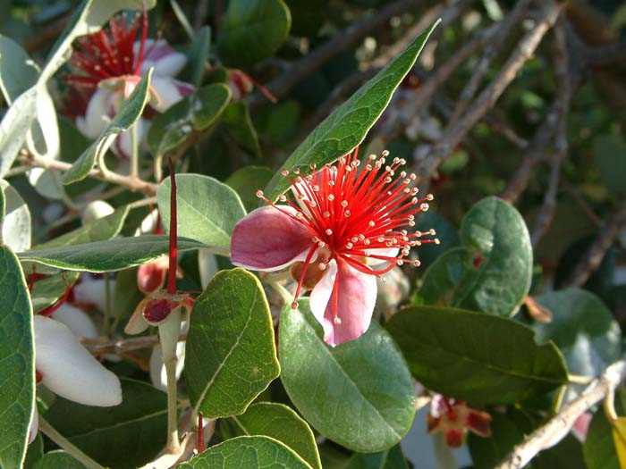 Plant photo of: Feijoa sellowiana