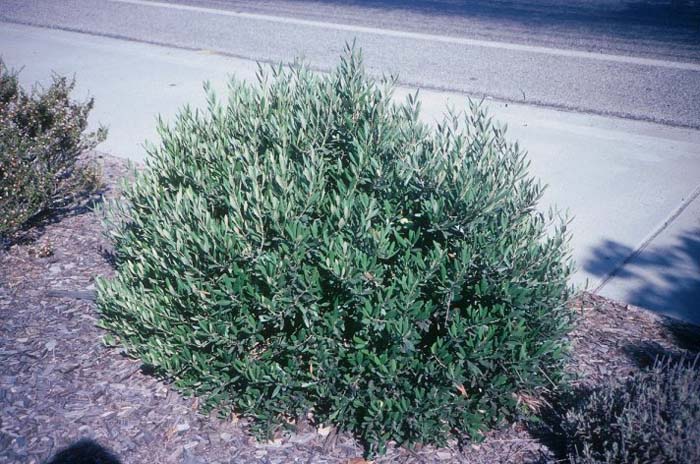 Olea europaea 'Little Ollie' TM