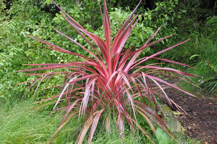 Cordyline 'Electric Pink'