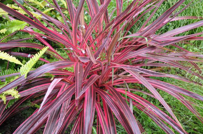 Plant photo of: Cordyline 'Electric Pink'