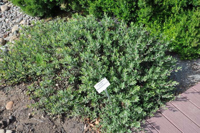 Arctostaphylos edmundsii 'Carmel Sur'