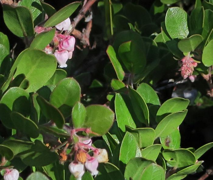 Plant photo of: Arctostaphylos edmundsii 'Carmel Sur'