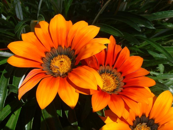 Gazania krebsiana