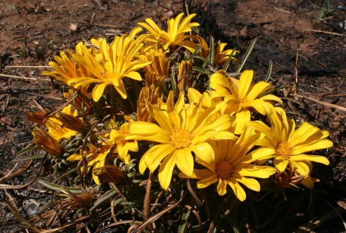 Plant photo of: Gazania krebsiana