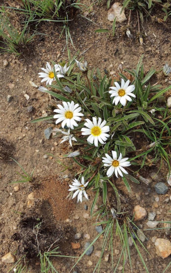 Plant photo of: Gazania krebsiana