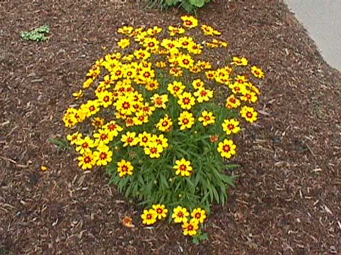 Coreopsis lanceolata 'Sun Ray'