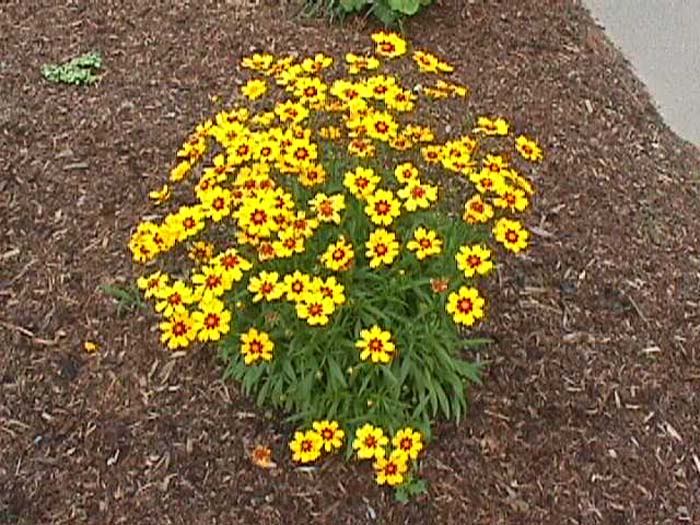 Plant photo of: Coreopsis lanceolata 'Sun Ray'