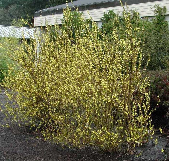 Forsythia intermedia