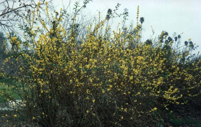 Plant photo of: Forsythia intermedia