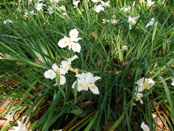 Iris 'Canyon Snow'