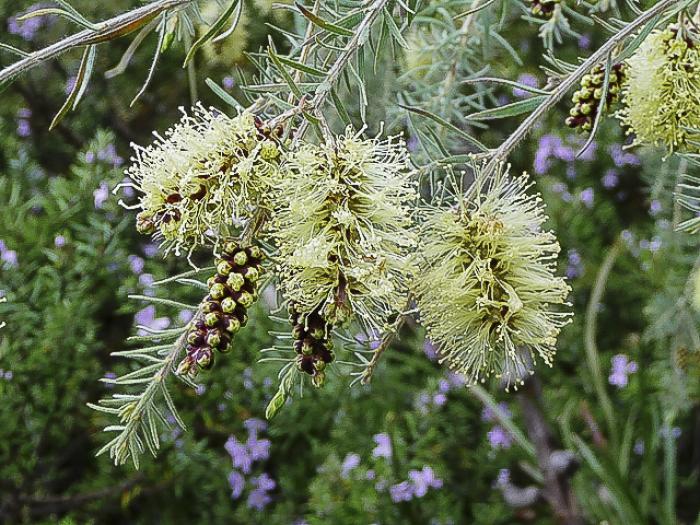 Melaleuca incana
