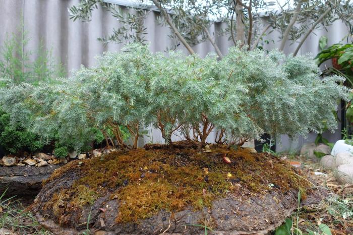 Plant photo of: Melaleuca incana