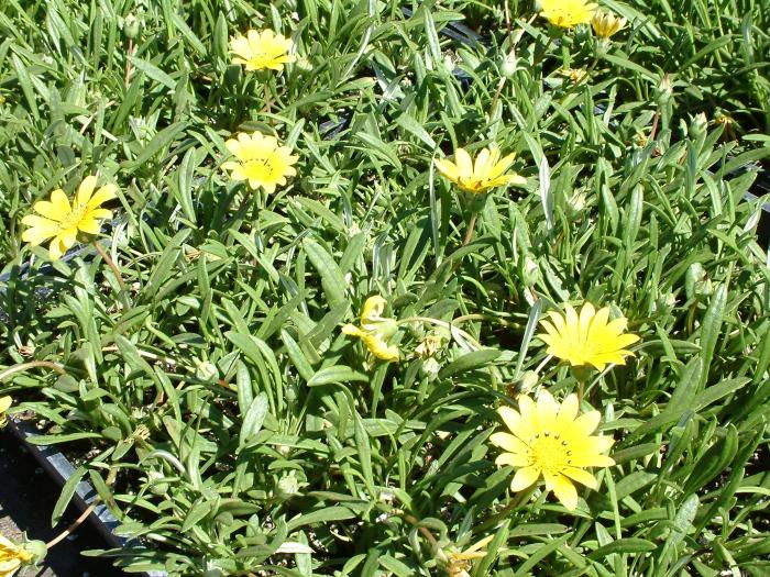 Gazania 'Sunrise'