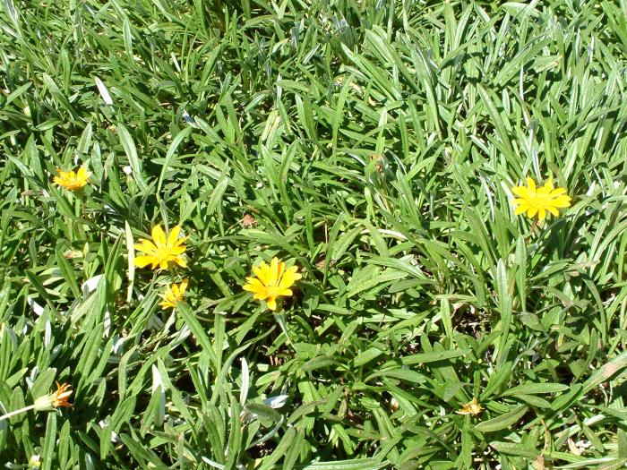 Plant photo of: Gazania 'Sunrise'