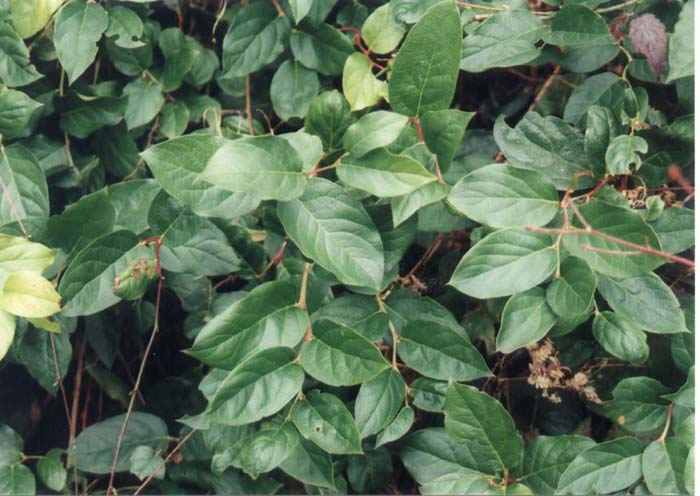 Gaultheria shallon