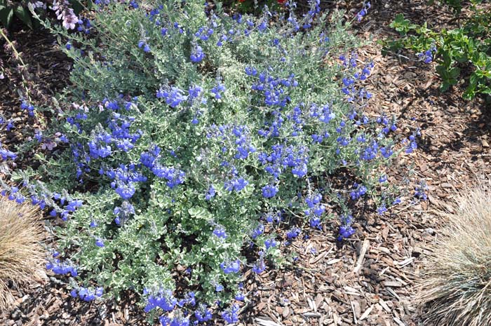 Salvia chamaedryoides