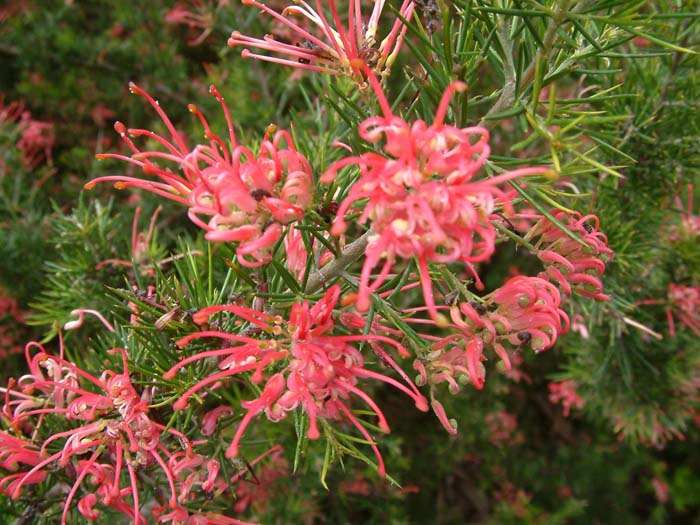 Plant photo of: Grevillea 'Noellii'