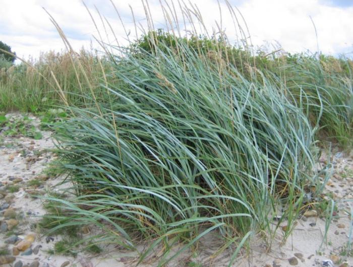 Elymus glaucus