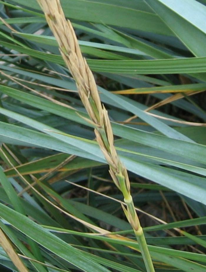 Plant photo of: Leymus arenarius