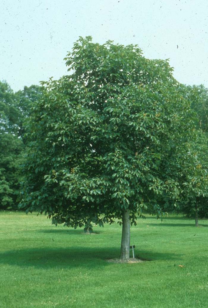 Aesculus carnea 'Briotii'